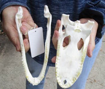 This is a Real Florida Alligator Skull, 7-3/4 inches, For Sale for $60