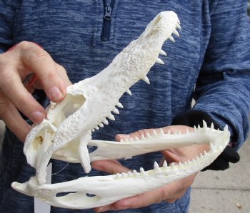 B-Grade Real Florida Alligator Skull, 8-1/2 inches for sale $50