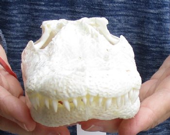 B-Grade Real Florida Alligator Skull, 8-1/2 inches for sale $50