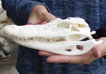 B-Grade Real Florida Alligator Skull, 8-1/2 inches for sale $50