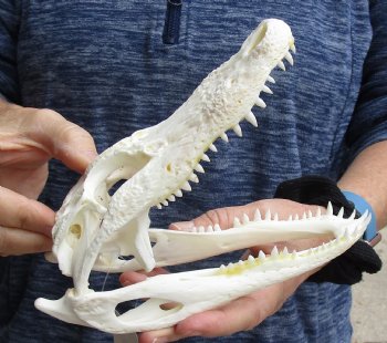 For Sale this Real Florida Alligator Skull, 8 inches, Available for sale $60