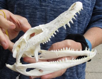 This is a Real Florida Alligator Skull, 7-1/2 inches, For Sale for $60