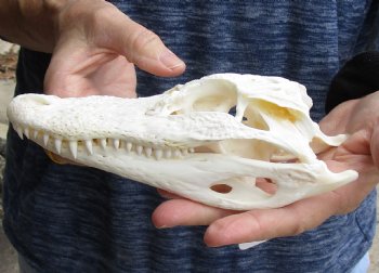 This is a Real Florida Alligator Skull, 7-1/2 inches, For Sale for $60