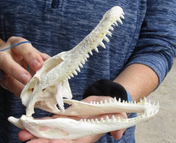 This is a B-Grade Real Florida Alligator Skull, 7-1/2 inches, For Sale for $50 