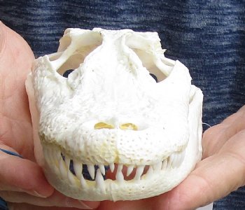 This is a B-Grade Real Florida Alligator Skull, 7-1/2 inches, For Sale for $50 