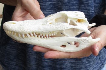 This is a B-Grade Real Florida Alligator Skull, 7-1/2 inches, For Sale for $50 