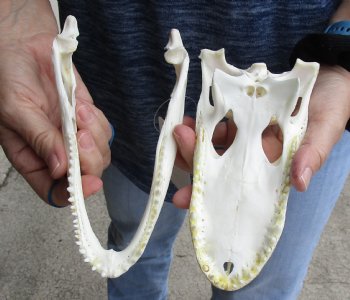 This is a B-Grade Real Florida Alligator Skull, 7-1/2 inches, For Sale for $50 