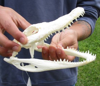 Buy this B-Grade Real Florida Alligator Skull, 7-1/2 inches for $50 