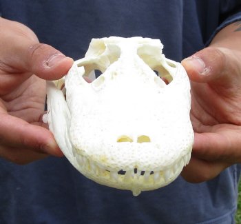 Buy this B-Grade Real Florida Alligator Skull, 7-1/2 inches for $50 