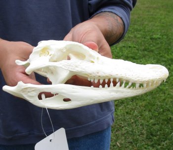 Buy this B-Grade Real Florida Alligator Skull, 7-1/2 inches for $50 