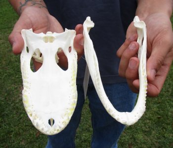 Buy this B-Grade Real Florida Alligator Skull, 7-1/2 inches for $50 