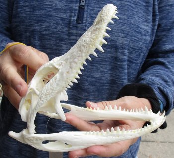 For Sale this Real Florida Alligator Skull, 8 inches, Available for sale $60