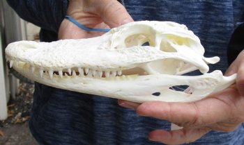 For Sale this Real Florida Alligator Skull, 8 inches, Available for sale $60