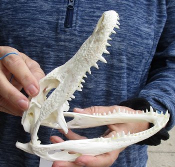 For Sale this Real Florida Alligator Skull, 8 inches, Available for sale $60