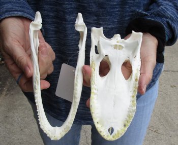 For Sale this Real Florida Alligator Skull, 8 inches, Available for sale $60