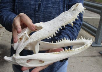 Buy Now this B-Grade Real Florida Alligator Skull, 12 inches for sale $85