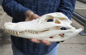 Buy Now this B-Grade Real Florida Alligator Skull, 12 inches for sale $85