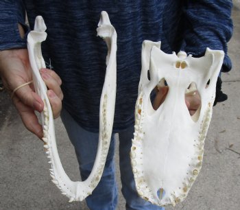 Buy Now this B-Grade Real Florida Alligator Skull, 12 inches for sale $85