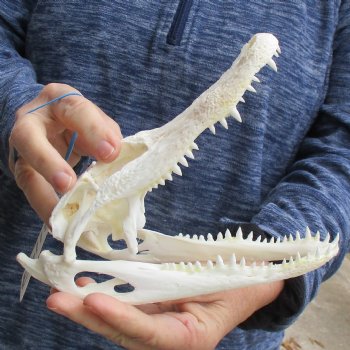 8-1/4" Alligator Skull - $60