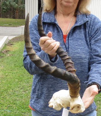 17-1/2 inch impala skull plate and horns for $55 