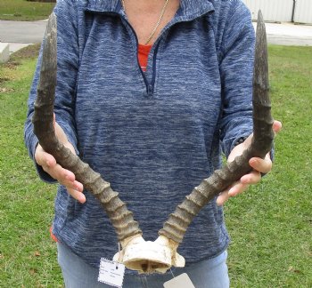 17 inch impala skull plate and horns for $55 