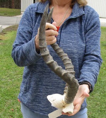 17 inch impala skull plate and horns for $55 