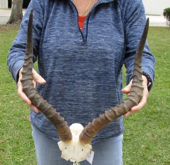 18 inch impala skull plate and horns for $55 