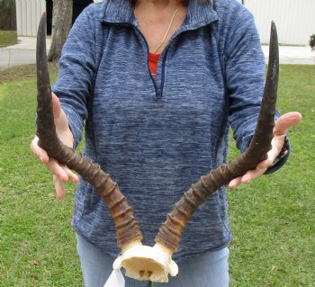 18 inch impala skull plate and horns for $55 