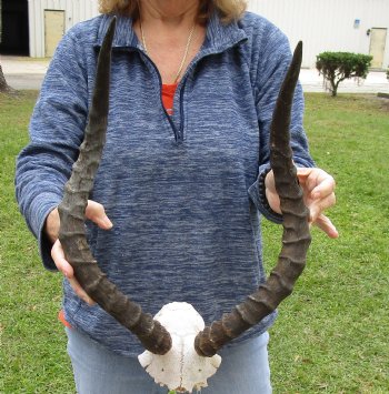 20 inch impala skull plate and horns for $55 