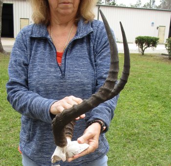 20 inch impala skull plate and horns for $55 