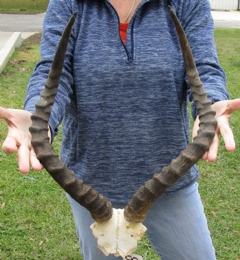 21-1/2 inch impala skull plate and horns for $55 