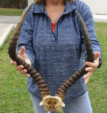 21-1/2 inch impala skull plate and horns for $55 