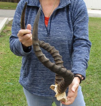 21-1/2 inch impala skull plate and horns for $55 