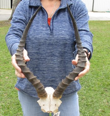 19 inch impala skull plate and horns for $55 