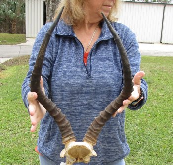 19 inch impala skull plate and horns for $55 