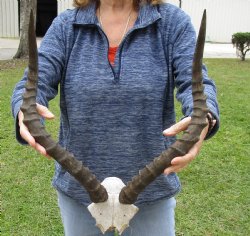 20 inch impala skull plate and horns for $55 