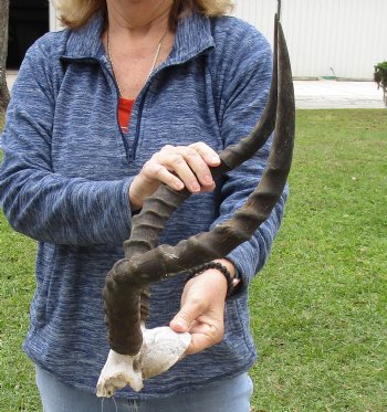 20 inch impala skull plate and horns for $55 