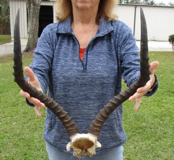 20 inch impala skull plate and horns for $55 