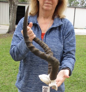 20 inch impala skull plate and horns for $55 