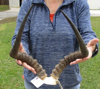 19-1/2 inch impala skull plate and horns for $55 