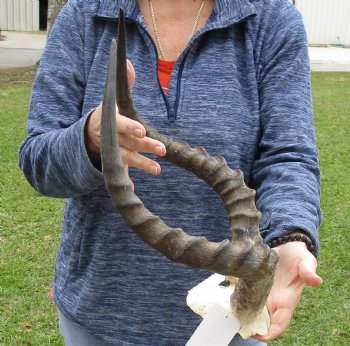 19-1/2 inch impala skull plate and horns for $55 