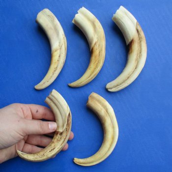 6" Ivory Tusks from African Warthogs, 5 pc - $45