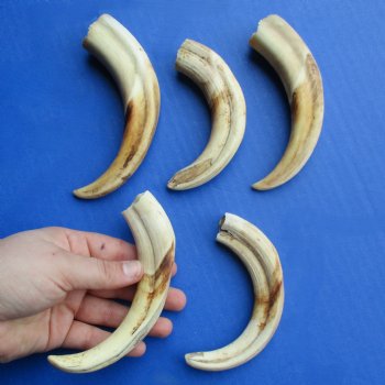 6" Ivory Tusks from African Warthogs, 5 pc - $45