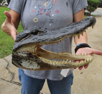 14 inch long Alligator Head for sale  - $48