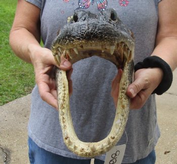 14 inch long Alligator Head for sale  - $48