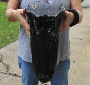 14 inch long Alligator Head for sale  - $48