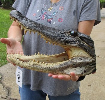 14 inch long Alligator Head for sale  - $48