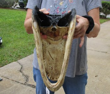 14 inch long Alligator Head for sale  - $48