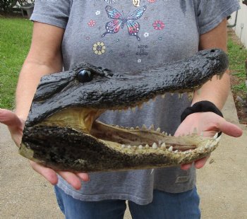 13 inch long Alligator Head for sale  - $40