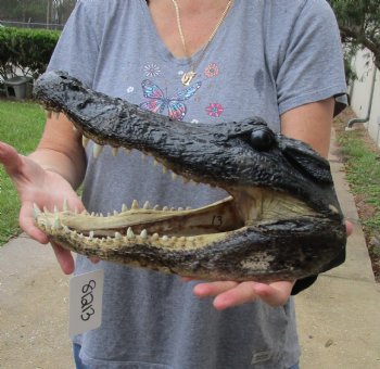 13 inch long Alligator Head for sale  - $40